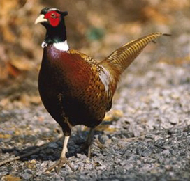 بازار گرم قرقاول‌های آمریکایی در ایران