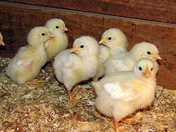 صادرات جوجه و تخم مرغ نطفه دار از اسکو به عراق و ارمنستان