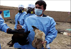 مورد مشکوکی از آنفلوانزای پرندگان در کردستان مشاهده نشد