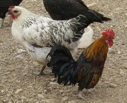 ‌آستارا پایلوت تولید مرغ روستایی کشور می‌شود