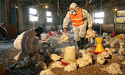معدوم‌سازی 4000 مرغ مبتلا به آنفلوآنزا/ اعلام پاکی مازندران از آنفلوآنزای پرندگان زود است