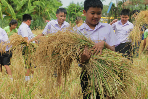 مشارکت دانش آموزان تایلندی در برداشت برنج برای کمک به سیل زدگان میانمار (AP)
