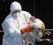 بازگشت آنفلوانزای مرغی به آفریقا