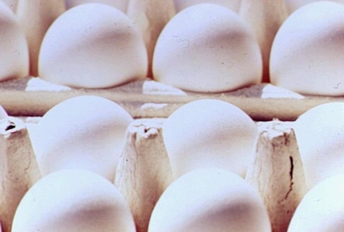کشف 71 هزار کیلو تخم‌مرغ فاسد در تاکستان