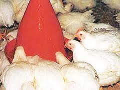 ذخیره سازی 12 هزار تن مرغ در مازندران