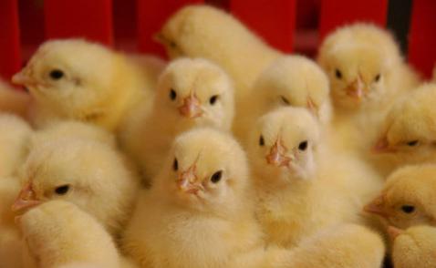 افزایش 20 درصدی جوجه‌ریزی در مرغداری‌های سمنان