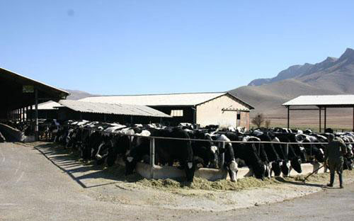 دامپزشکی در مقوله سلامت جایگاه خود را ندارد