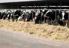 دامپزشکی سهم بیشتر از تحول نظام سلامت می‌خواهد