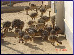 آمادگی صنعت شترمرغ برای جهانی‌شدن