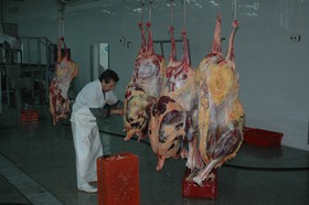 تولید سالانه بیش از 50 تن گوشت شترمرغ در سیستان و بلوچستان