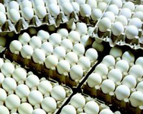 ۳۲ هزار تخم مرغ در قزوین معدوم شد