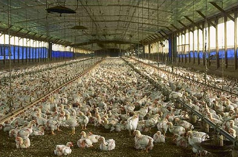 تولید بیش از نیاز مرغ، علت اصلی زیان مرغداری‌های همدان