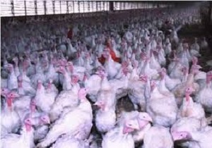 فعلا بوقلمون نخورید، "آنفلوانزای مرغی" در راه است!