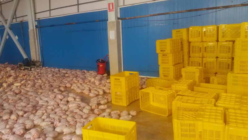 کشف و ضبط حدود 40 تن مرغ منجمد تاریخ مصرف گذشته در شهرستان پاکدشت
