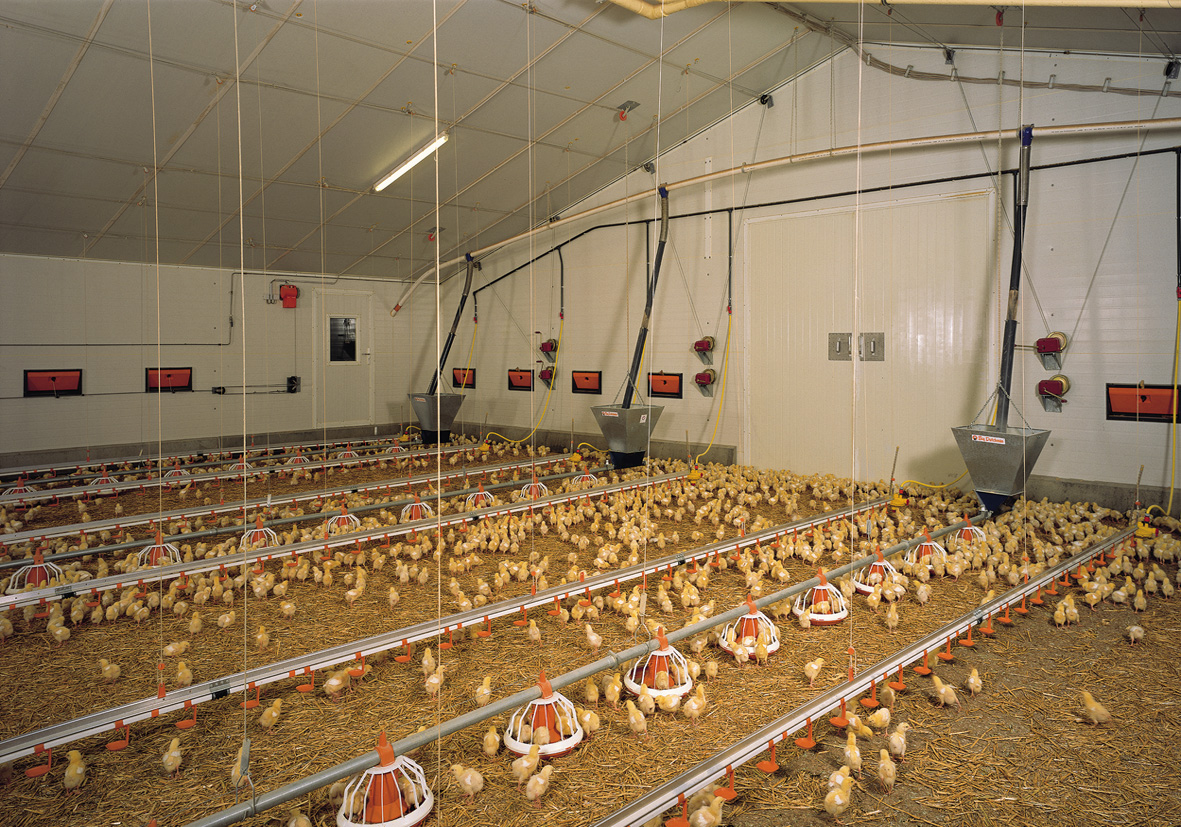 ورود بیش از 3 میلیون قطعه جوجه یک روزه به مرغداری های شیروان