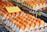 150 تن تخم مرغ از ساوه به كشور عراق صادر شد
