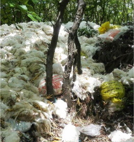 جستجوی عامل رهاسازی 2 تن مرغ تلف‌شده در جنگل مازندران