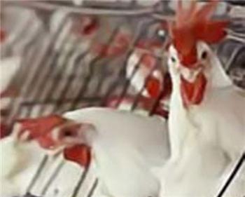 محموله مرغ تخمگذار غیرمجاز در سمنان معدوم شد