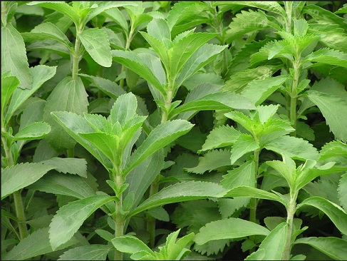 تاثير عصاره الكلي استويا (Stevia rebaudiana) بر عملكرد و پاسخ ايمني هومورال جوجه هاي گوشتي