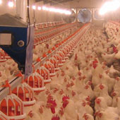 رفسنجان رتبه نخست تولید مرغ استان کرمان را دارد