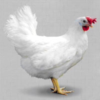 کشتار مرغ زنده در معابر عمومی تکاب متوقف شود