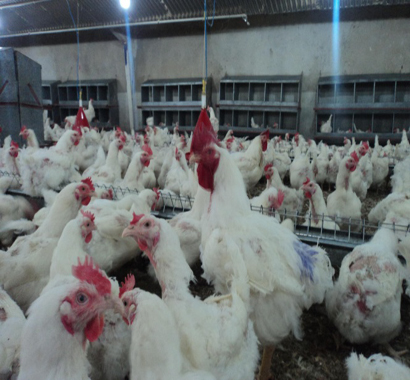 کمبود کشتارگاه صنعتی و صادرات؛ همه مشکلات تولید مرغ در ایلام