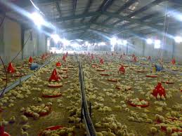 کاهش جوجه ریزی بین 10 تا 15 درصدی/ عرضه مرغ منجمد افزایش یابد