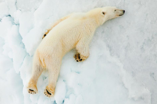 تصاویر دیدنی و جذاب از خرس های قطبی