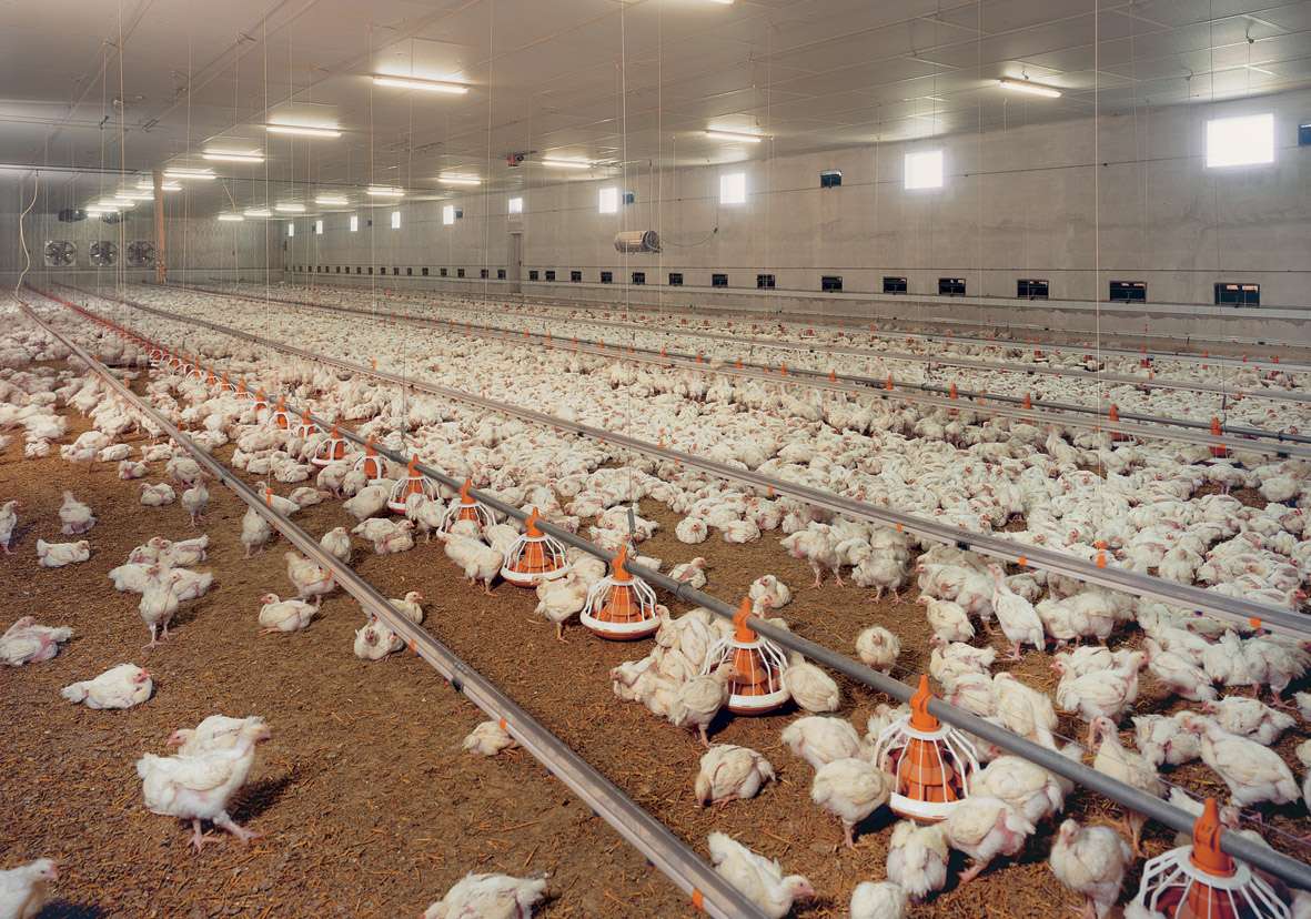گلستان و زیرساخت های آماده برای افزایش صادرات گوشت مرغ
