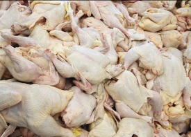 ۳۰۰ کیلوگرم مرغ تاریخ مصرف گذشته در لرستان معدوم شد