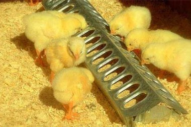 تاثيرات تزريق داخل تخم مرغي هورمون تيروکسين و استفاده از مکمل آرژنين در جيره غذايي بر عملکرد و مقاومت جوجه هاي گوشتي به سرما