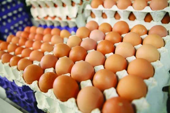 سالانه 10 هزار تن تخم‌مرغ در کرمانشاه تولید می‌شود