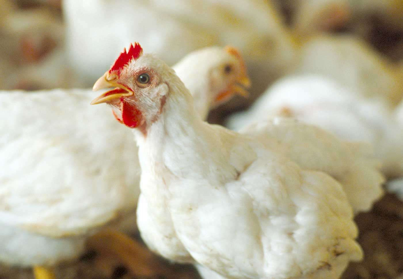 موردی از آنفلوانزای فوق حاد پرندگان در لرستان گزارش نشده است