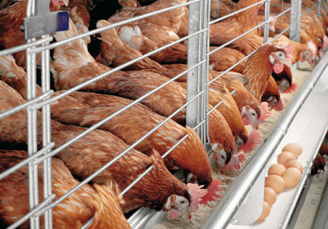آنفلوآنزای مرغی به قم هم رسید/ خسارت ۲۰ میلیاردی مرغداران