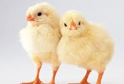 تعیین‌کننده اصلی قیمت جوجه، میزان تقاضاست/ اتحادیه مرغ گوشتی، جایگاه مشخصی ندارد