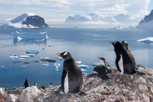 تصاویری از پنگوئن های جنتو در قطب جنوب