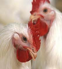 ۶ ماه حبس، جریمه توزیع کننده‌های مرغ زنده در هرسین