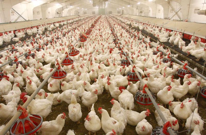 گرمای شدید هوا بیش از ۷۰۰۰ قطعه مرغ در میاندوآب را تلف کرد