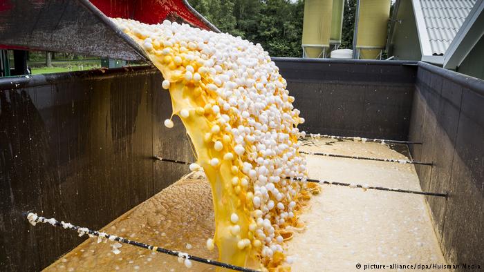 توزیع تخم مرغ‌های آلوده هلندی در دیگر کشورهای اروپایی/ فراخوان پس گرفتن تخم مرغ ها از فروشگاه های زنجیره ای بدون ارائه قبض خرید