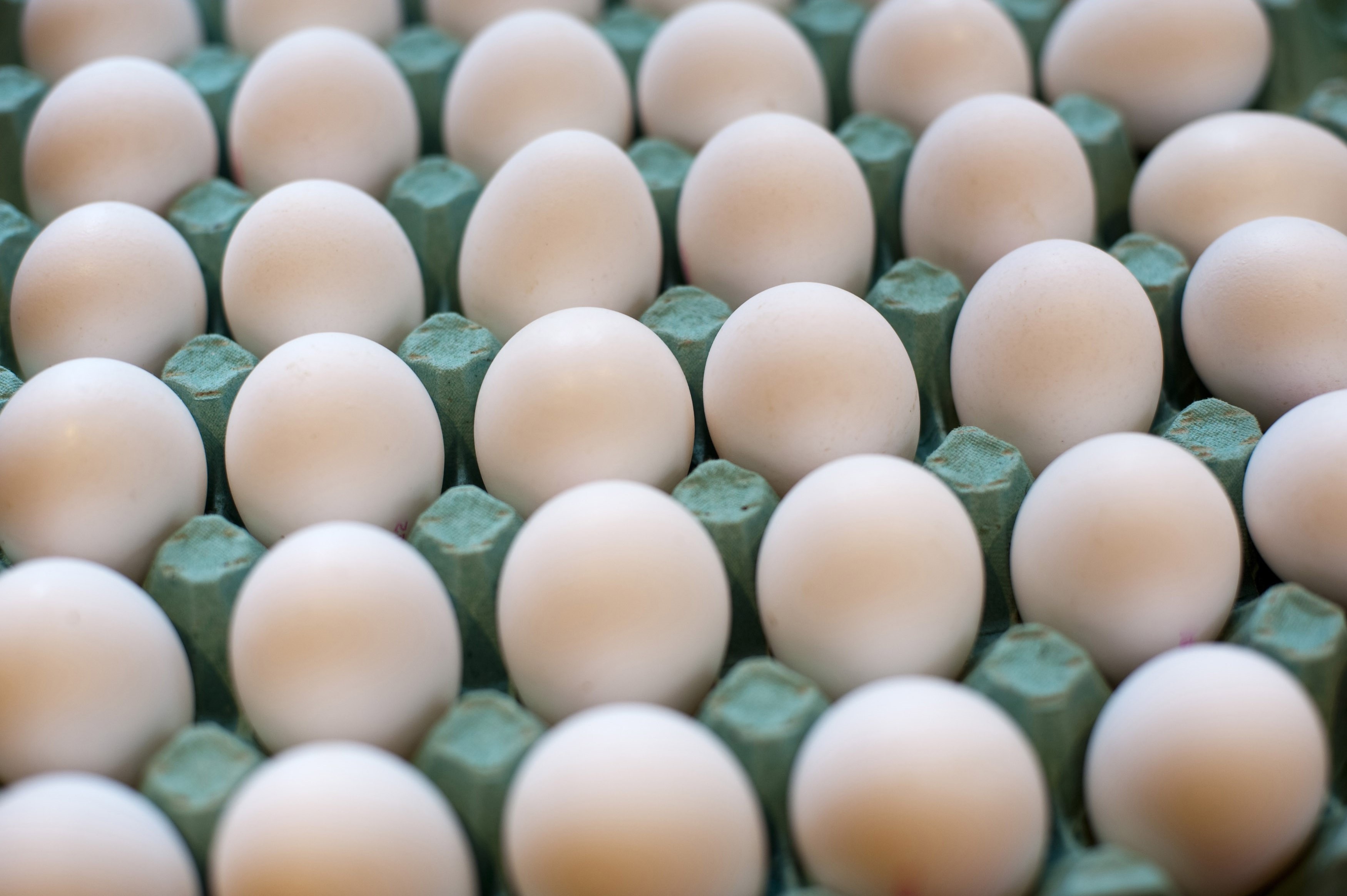 بحران تخم‌مرغ‌های آلوده به فرانسه رسید