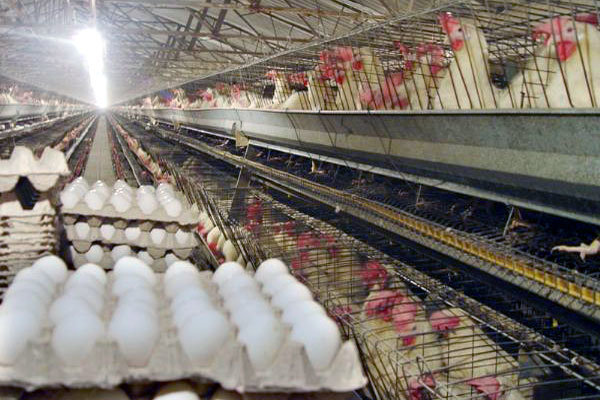 بازگشت 16 واحد مرغ تخم‌گذار استان مرکزی به کار