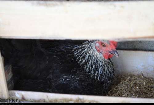 پرورش مرغ محلی در بندرعباس