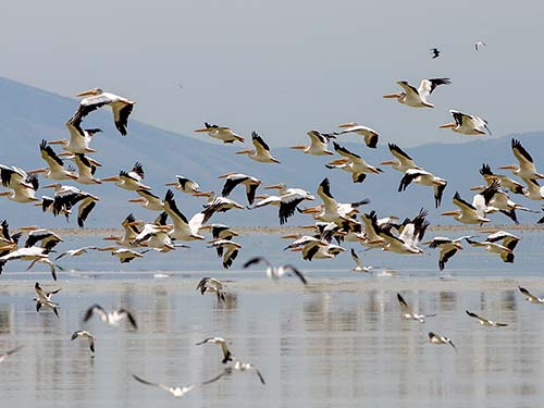 ورود پرندگان مهاجر و نگرانی از بروز آنفلوانزای مرغی