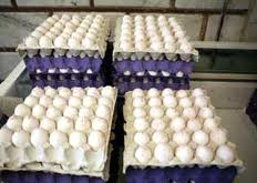 سالانه ۵۶۰۰ تن تخم مرغ در آران و بیدگل تولید می شود