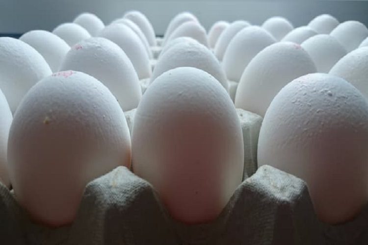 افزایش سرانه مصرف تخم مرغ در قزوین