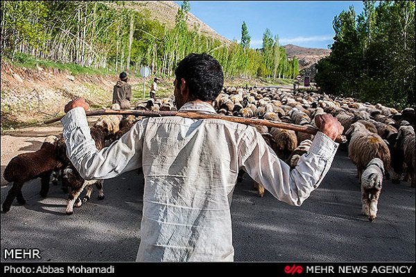 ۴ هزار تن گوشت قرمز توسط عشایر خراسان شمالی تولید شد