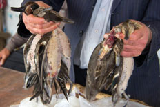 کشتار وسیع پرندگان در فریدونکنار نمی تواند معیشت مردم باشد