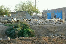 تخریب جایگاه دام در ۸۶ روستای شهرستان جوانرود