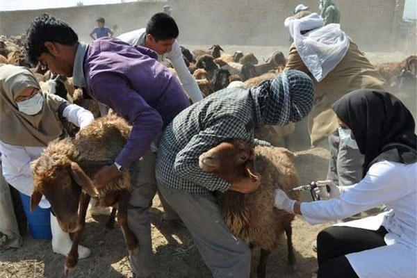 واکسیناسیون دامهای سنگین در قزوین علیه بروسلوز آغاز شد