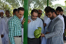 بخش «زرآباد» قطب میوه های گرمسیری در سیستان و بلوچستان